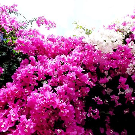 Bougainvillea Suites Καμάρι Εξωτερικό φωτογραφία