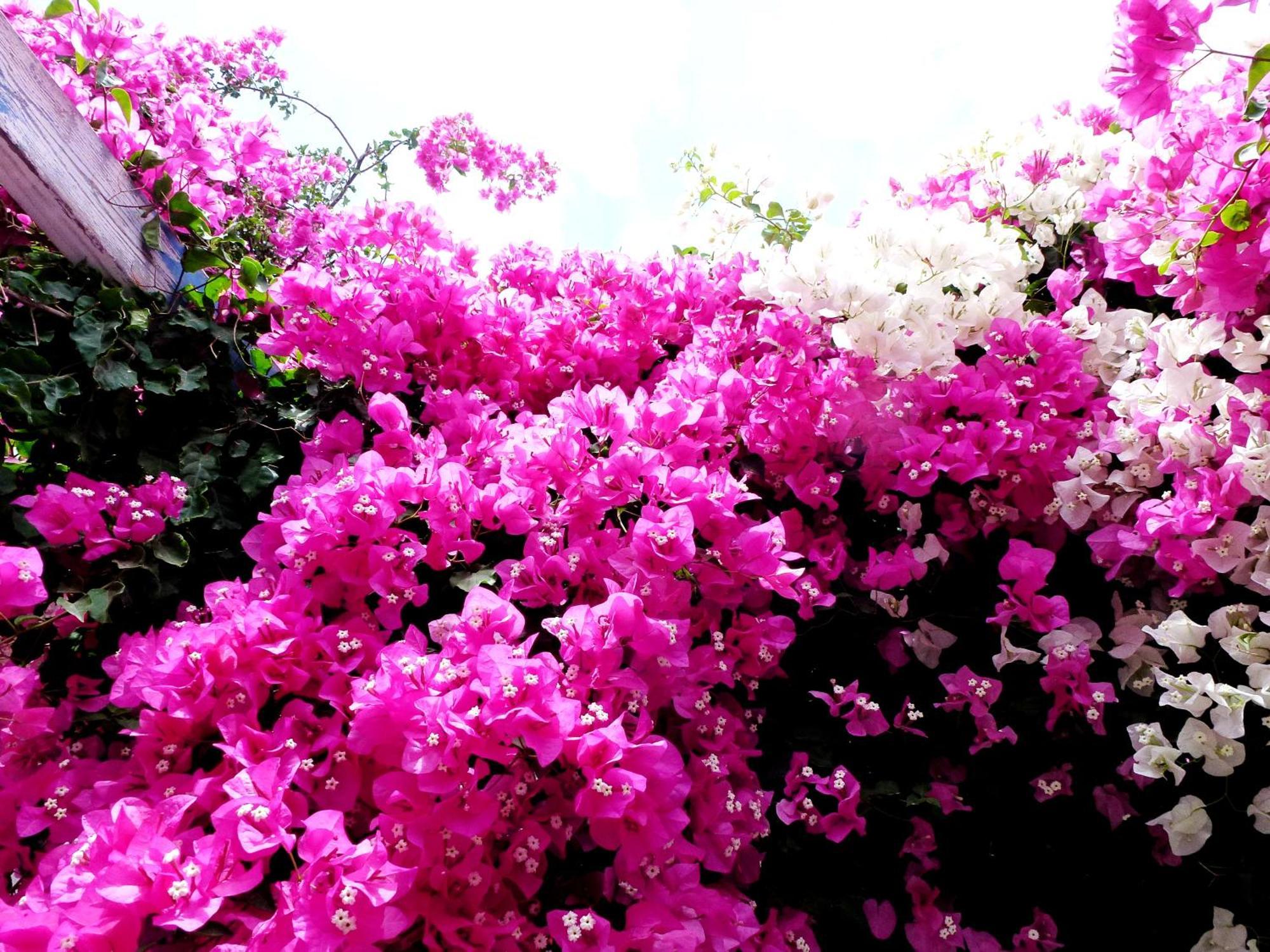 Bougainvillea Suites Καμάρι Εξωτερικό φωτογραφία